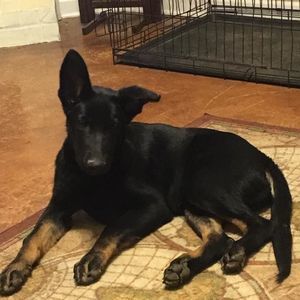 Meet your Posher, Joe